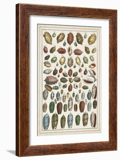 Grand Seba Shells VI-Albertus Seba-Framed Art Print