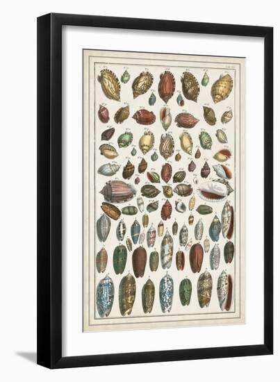 Grand Seba Shells VI-Albertus Seba-Framed Art Print