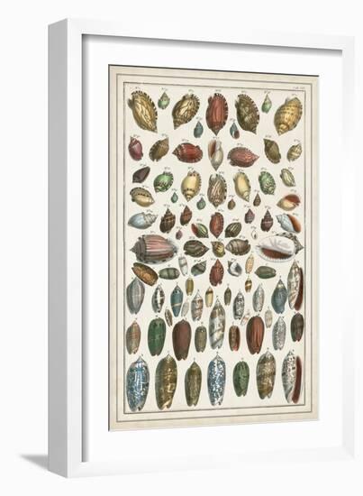 Grand Seba Shells VI-Albertus Seba-Framed Art Print