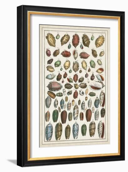 Grand Seba Shells VI-Albertus Seba-Framed Art Print