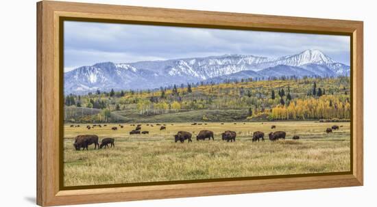 Grand Teton Bison Grazing-Galloimages Online-Framed Premier Image Canvas