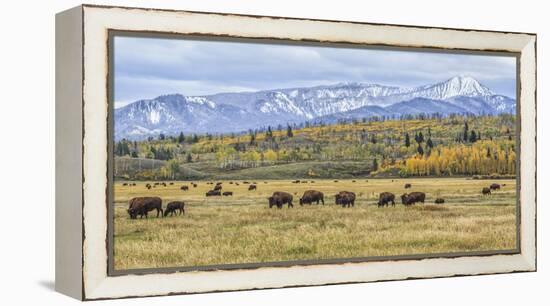 Grand Teton Bison Grazing-Galloimages Online-Framed Premier Image Canvas