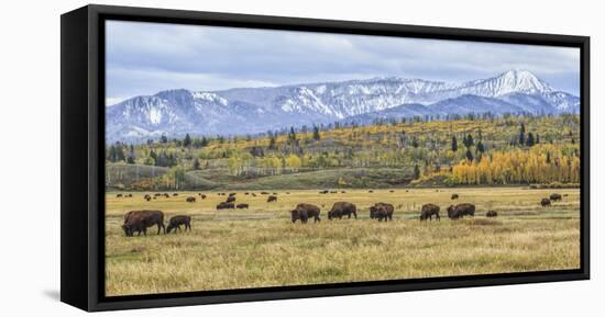 Grand Teton Bison Grazing-Galloimages Online-Framed Stretched Canvas