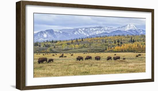 Grand Teton Bison Grazing-Galloimages Online-Framed Photographic Print