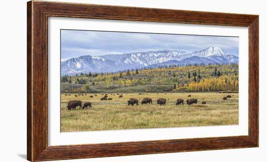 Grand Teton Bison Grazing-Galloimages Online-Framed Photographic Print