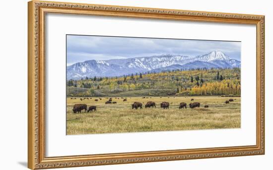 Grand Teton Bison Grazing-Galloimages Online-Framed Photographic Print