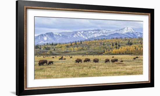 Grand Teton Bison Grazing-Galloimages Online-Framed Photographic Print