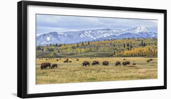 Grand Teton Bison Grazing-Galloimages Online-Framed Photographic Print