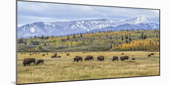 Grand Teton Bison Grazing-Galloimages Online-Mounted Photographic Print