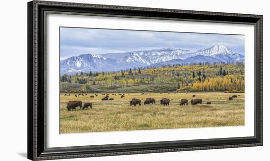 Grand Teton Bison Grazing-Galloimages Online-Framed Photographic Print