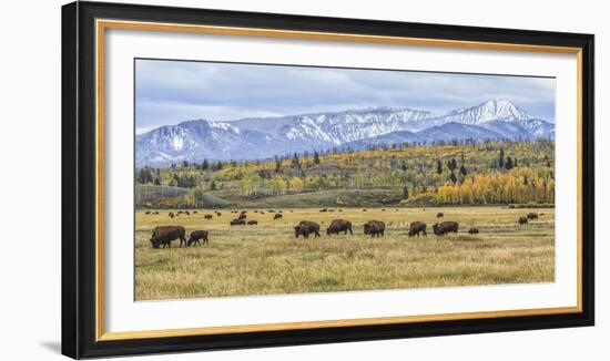 Grand Teton Bison Grazing-Galloimages Online-Framed Photographic Print