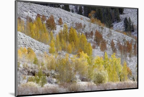 Grand Teton National Park, Autumn Aspen Snow-Ken Archer-Mounted Photographic Print