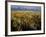 Grand Teton National Park-Scott T. Smith-Framed Photographic Print