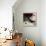 Grandi rossi francesi-Stefano Ferreri-Framed Stretched Canvas displayed on a wall