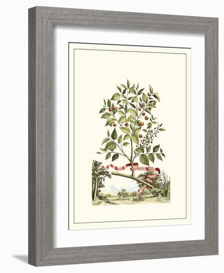 Grandiose View III-Abraham Munting-Framed Art Print