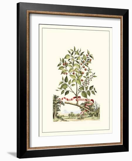 Grandiose View III-Abraham Munting-Framed Art Print