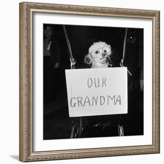Grandma the Dog at Annual Dogs Christmas Party in Bristol, 1958-Maurice Tibbles-Framed Photographic Print