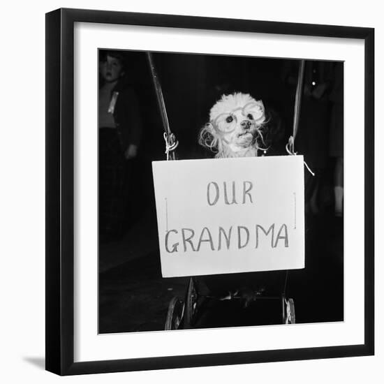 Grandma the Dog at Annual Dogs Christmas Party in Bristol, 1958-Maurice Tibbles-Framed Photographic Print