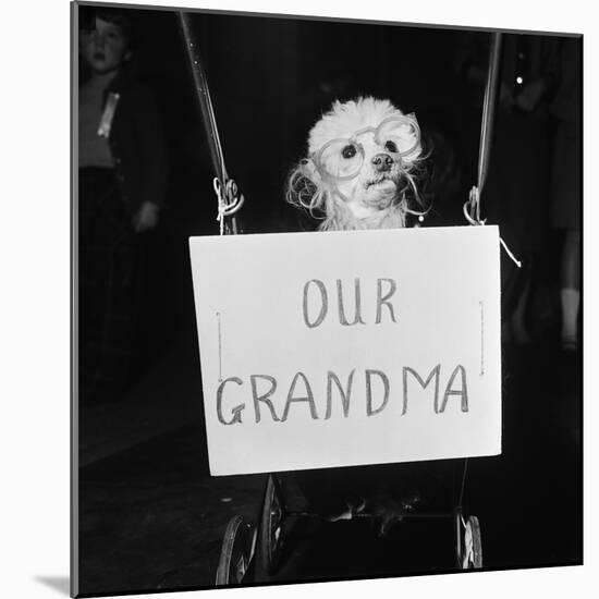 Grandma the Dog at Annual Dogs Christmas Party in Bristol, 1958-Maurice Tibbles-Mounted Photographic Print