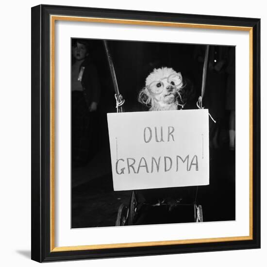 Grandma the Dog at Annual Dogs Christmas Party in Bristol, 1958-Maurice Tibbles-Framed Photographic Print
