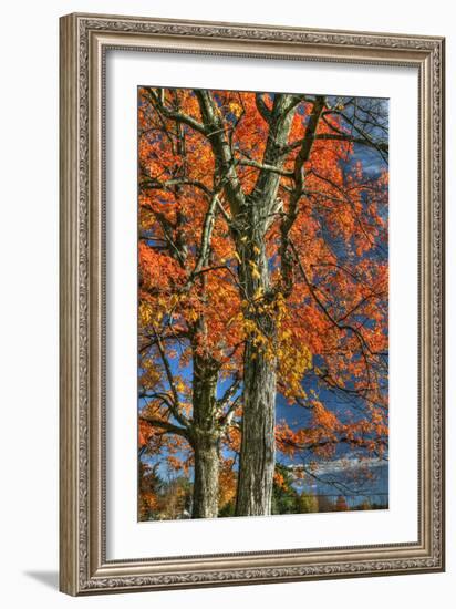 Grandparent Trees-Robert Goldwitz-Framed Photographic Print