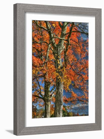 Grandparent Trees-Robert Goldwitz-Framed Photographic Print