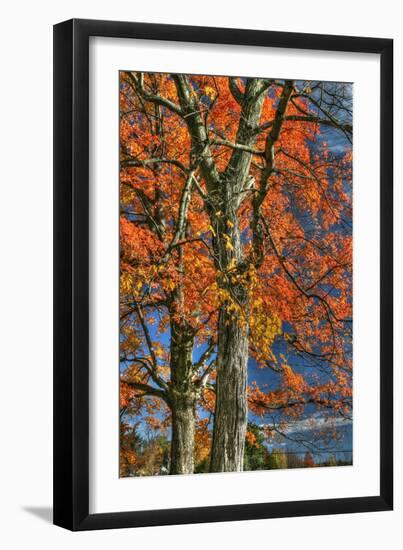 Grandparent Trees-Robert Goldwitz-Framed Photographic Print