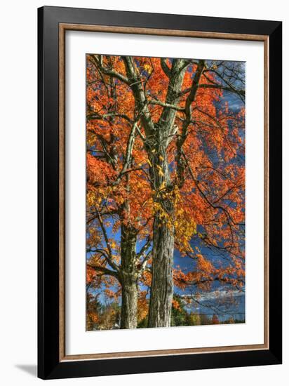 Grandparent Trees-Robert Goldwitz-Framed Photographic Print