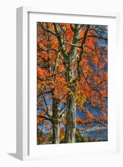 Grandparent Trees-Robert Goldwitz-Framed Photographic Print