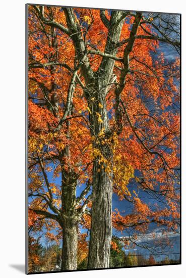 Grandparent Trees-Robert Goldwitz-Mounted Photographic Print