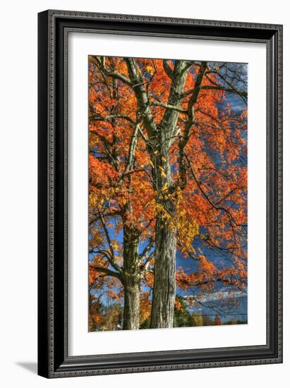 Grandparent Trees-Robert Goldwitz-Framed Photographic Print