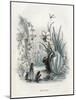 Grandville Narcissus-JJ Grandville-Mounted Art Print