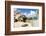 Granite boulders at Gorda Baths, island of Virgin Gorda, British Virgin Islands, Leeward Islands-Tony Waltham-Framed Photographic Print