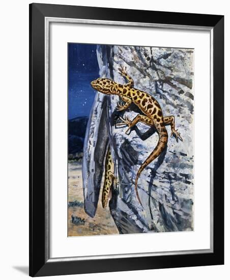 Granite Night Lizard (Xantusia Henshawi), Xantusiidae-null-Framed Giclee Print