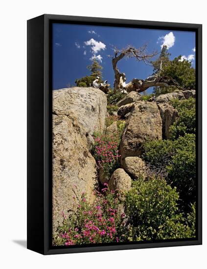 Granite Outcrop-Bob Gibbons-Framed Premier Image Canvas