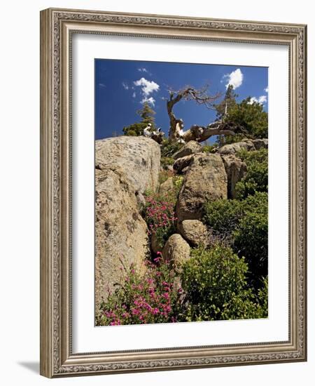 Granite Outcrop-Bob Gibbons-Framed Photographic Print