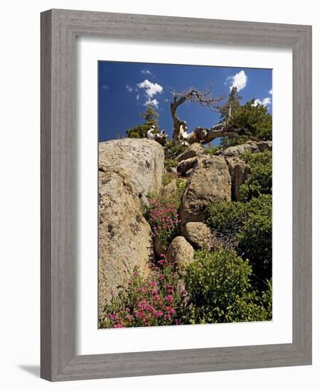 Granite Outcrop-Bob Gibbons-Framed Photographic Print
