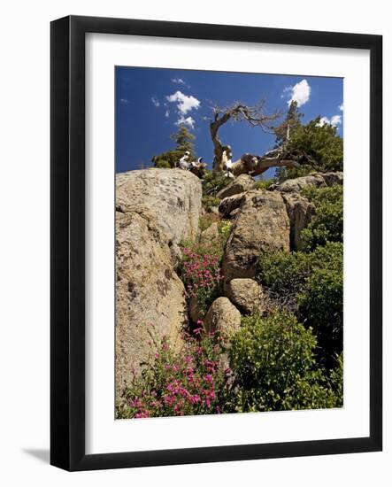 Granite Outcrop-Bob Gibbons-Framed Photographic Print