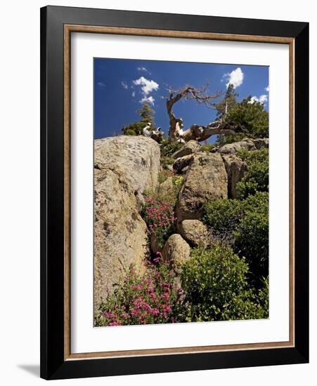 Granite Outcrop-Bob Gibbons-Framed Photographic Print