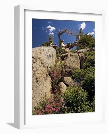 Granite Outcrop-Bob Gibbons-Framed Photographic Print