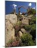 Granite Outcrop-Bob Gibbons-Mounted Photographic Print