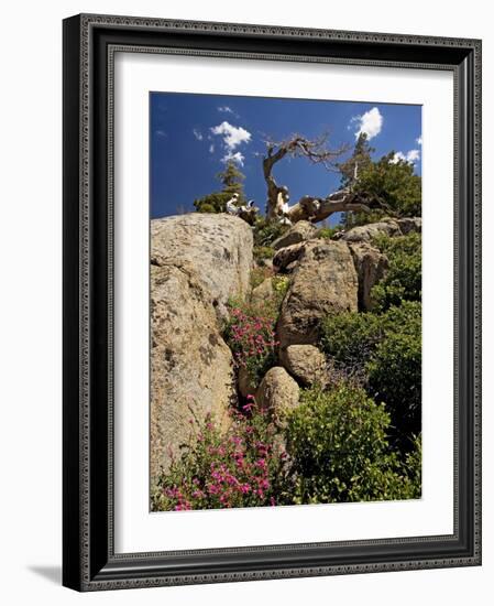 Granite Outcrop-Bob Gibbons-Framed Photographic Print