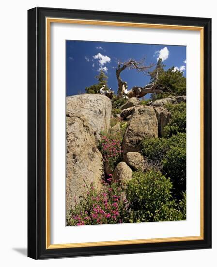 Granite Outcrop-Bob Gibbons-Framed Photographic Print