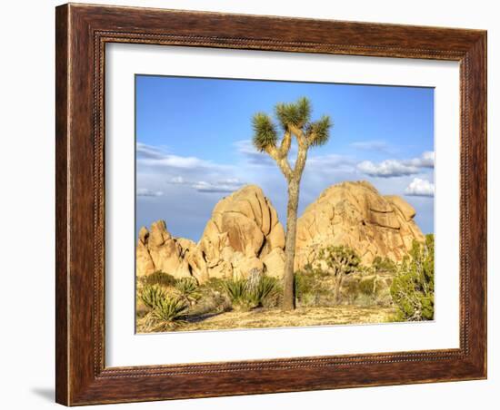 Granite Rock Formation and Joshua Tree, Joshua Tree National Park, California, Usa-Jamie & Judy Wild-Framed Photographic Print