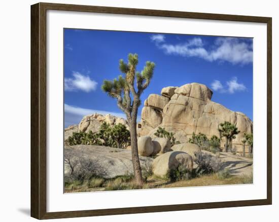 Granite Rock Formation and Joshua Tree, Joshua Tree National Park, California, Usa-Jamie & Judy Wild-Framed Photographic Print