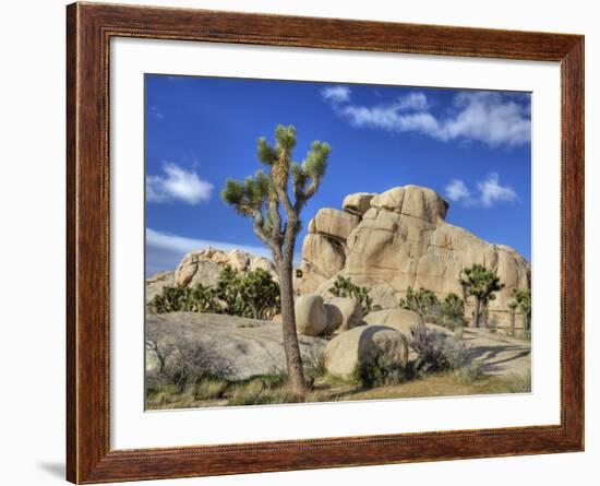 Granite Rock Formation and Joshua Tree, Joshua Tree National Park, California, Usa-Jamie & Judy Wild-Framed Photographic Print