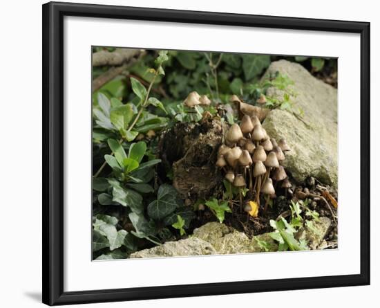 Granny's Bonnets Fungi (Mycena Inclinata) Growing from Rotten Treestump, Wiltshire, England-Nick Upton-Framed Photographic Print