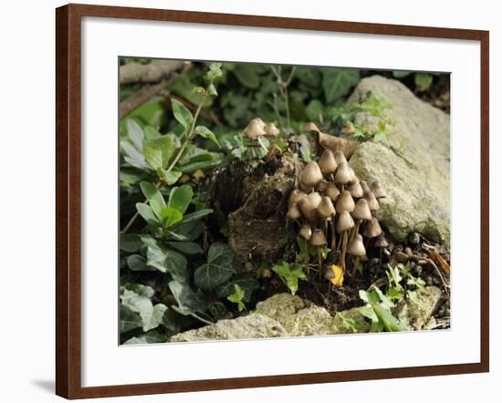 Granny's Bonnets Fungi (Mycena Inclinata) Growing from Rotten Treestump, Wiltshire, England-Nick Upton-Framed Photographic Print