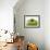 Granny Smith Apple-Dieter Heinemann-Framed Photographic Print displayed on a wall
