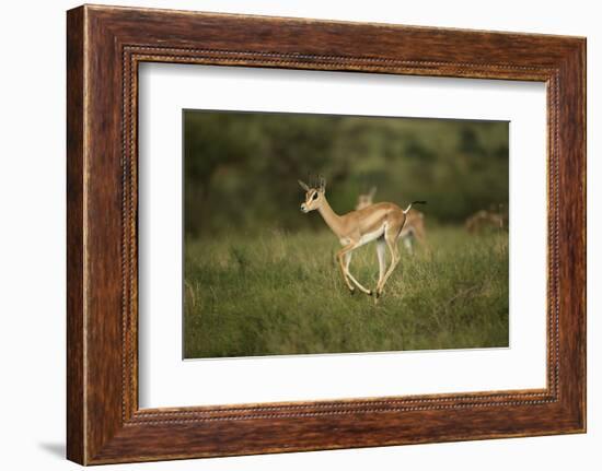 Grant's Gazelle Baby-Joe McDonald-Framed Photographic Print